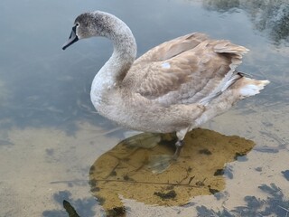 Young grey swan (cygnet) swimming in a pond with scattered feathers on the water surface