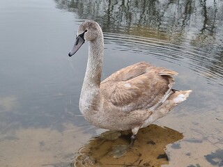 Young grey swan (cygnet) swimming in a pond with scattered feathers on the water surface