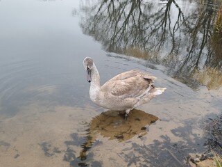 Young grey swan (cygnet) swimming in a pond with scattered feathers on the water surface