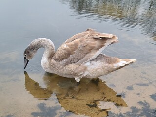 Young grey swan (cygnet) swimming in a pond with scattered feathers on the water surface
