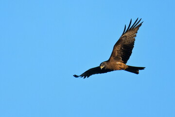 Schwarzmilan bei der Jagd am Morgen