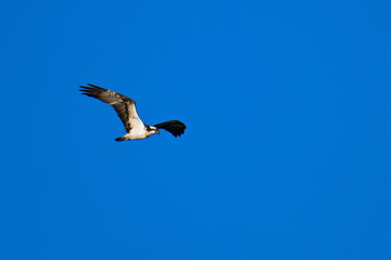 Obraz premium Fischadler im Flug (Pandion haliaetus)