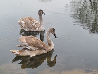 Group of swans swimming in the water - Gray swan