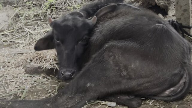 To escape the heat, a water buffalo will rest in a shaded shed, often while lying down to chew its cud. This behavior is essential for its digestion and overall well-being.