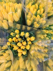 Close-up heap pile fresh yellow Dutch tulip bouquet lay wooden table vibrant street flower market sale. Lot multicolored tulips bouquets. Floral blooming wholesale retail plant store. Florist service