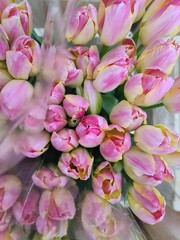 Lot of multicolored tulips bouquets. Flower market or store