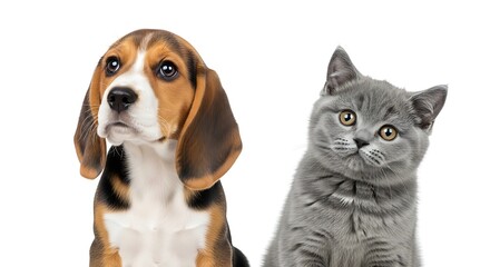 Adorable beagle puppy and cute grey kitten looking curious on white background