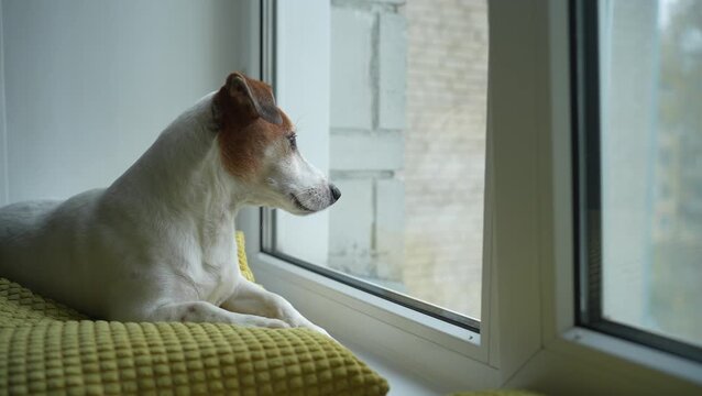 Sadness dog looking out the windows. Jack russell sitting on window and wait owner.