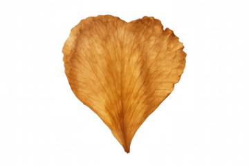 Withered orange petal showing delicate veins and texture on transparent background, expressing autumn fragility