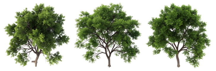 Three separate trees with bright green foliage and dense branches display their unique shapes in a tranquil setting against a transparent background.