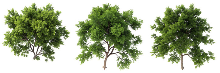 Fototapeta premium Three views of a vibrant green tree with abundant leaves stand against a bright background. The trees reflect healthy growth and vitality in a natural landscape.