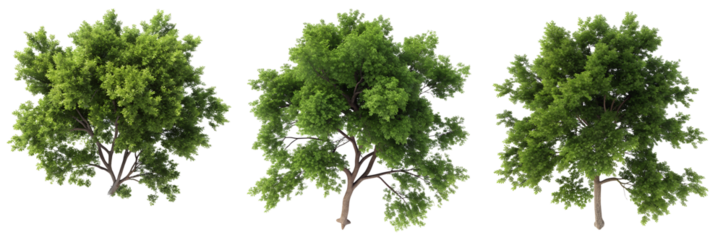 Three views of a vibrant green tree with abundant leaves stand against a bright background. The trees reflect healthy growth and vitality in a natural landscape.