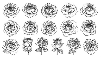 Monochrome vector illustration of various detailed rose blossoms