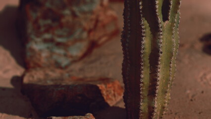 Fototapeta premium A tall cactus stands proudly among rugged rocks, basking in the warm sunlight of the desert. Surrounding stones reveal the beauty of this arid landscape, showcasing natures resilience.