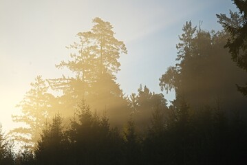 Golden sunbeams on foggy lake reflecting forest