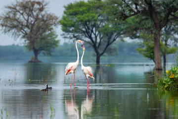 nature scenery natural painting by Greater flamingo or Phoenicopterus roseus flock or flamingos family during winter migration at Keoladeo National Park Bharatpur bird sanctuary rajasthan india asia