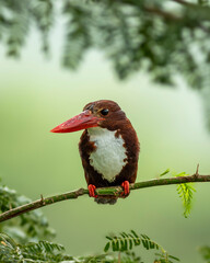 White throated breasted kingfisher halcyon smyrnensis bird closeup perched in natural green background during winter season at keoladeo national park forest bharatpur bird sanctuary rajasthan india