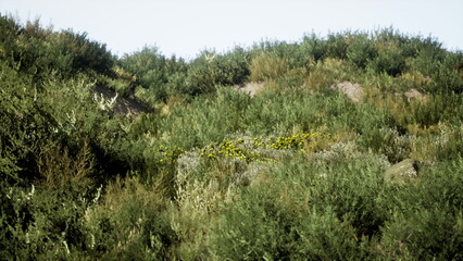 A vibrant landscape showcases an array of wild vegetation thriving in rugged terrain bathed in sunlight. The lush plants exhibit a blend of colors amidst the rocky outcrops, evoking tranquility.