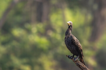 wild indian cormorant or Indian shag or Phalacrocorax fuscicollis at keoladeo national park bharatpur sanctuary rajasthan india Non breeding bird portrait with blue iris in natural green background