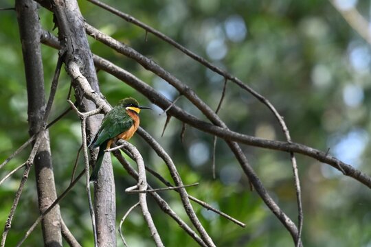 Cinnamon-Chested Bee-Eater (Merops oreobates)