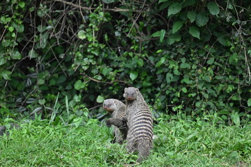 Banded Mongoose (Mungos mungo)