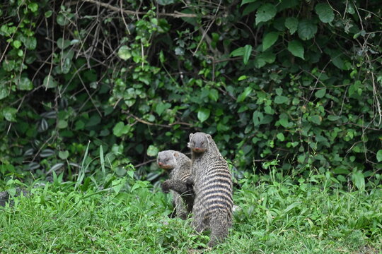 Banded Mongoose (Mungos mungo)