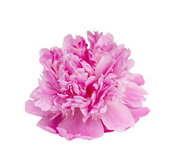 Naklejka premium Pink peony spring flower isolated on transparent background. Close up design for Nature