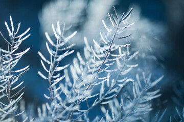 Frost