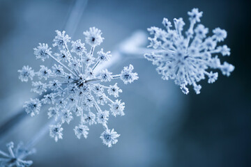 Frost