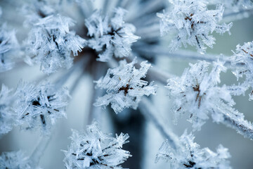 Frost