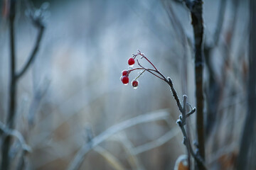 Frost