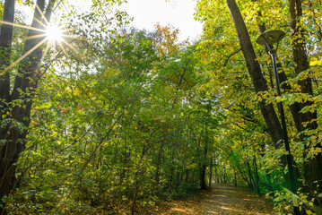 Fototapeta premium Sunlit Autumn Forest Path