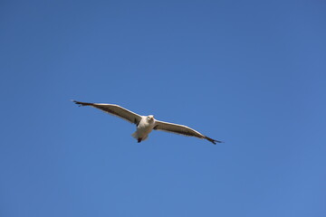 A seagull in full wingspan soars gracefully across a clear blue sky. A symbol of freedom, flight, and nature, perfect for wildlife, travel, and inspirational themes.