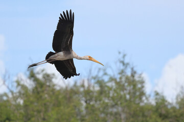 Painted stork flying on the swamp near the mangrove forest.