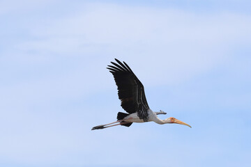Obraz premium Painted stork flying on the swamp near the mangrove forest.