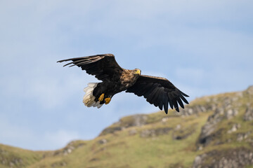 White tailed eagle flying with the sky and a hill in the background, close up