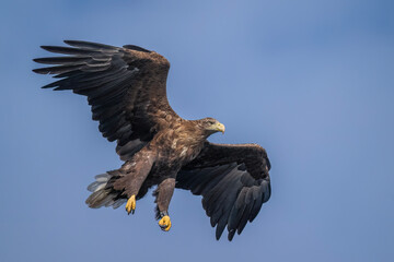 White tailed eagle flying with the sky in the background, close up