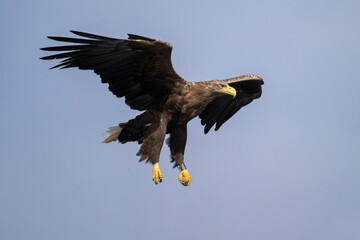 White tailed eagle flying with the sky in the background, close up