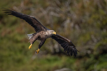 White tailed eagle flying, close up