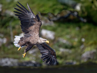 White tailed eagle flying, close up