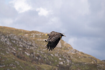 White tailed eagle flying with the sky and a hill in the background