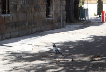 Pigeon Walking on Sunlit Street