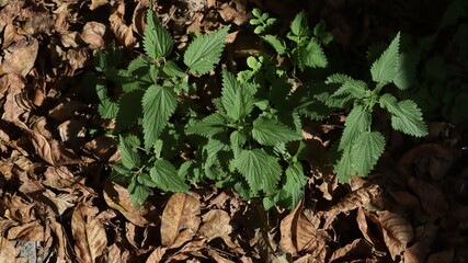 Green Nettle Growing Among Autumn Leaves