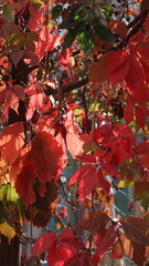 Red Autumn Leaves on Vine