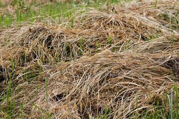 刈り取られた草