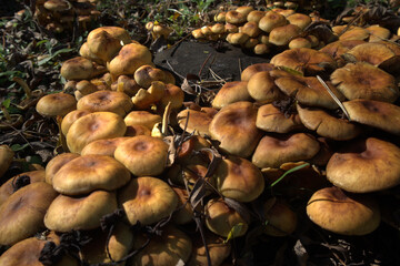 Wild Mushrooms Growing in Forest