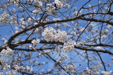 Obraz premium 桜