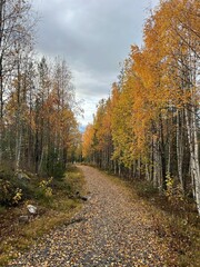 autumn in the forest