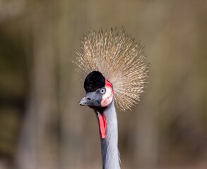 Jolie coiffure d'une grue 