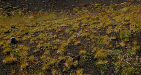 Texture of dark volcanic ash and soil on volcano slope, contrasting with scattered tufts of golden and green grasses. Small, resilient cushion plants - Astragalus siculus